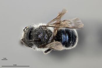 Media type: image;   Entomology 790493 Aspect: habitus dorsal view